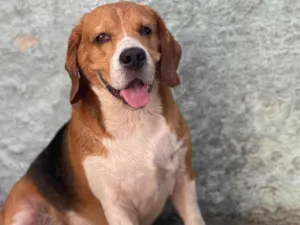 Cachorro raça Beagle idade 3 anos nome Pike