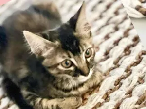 Gato raça SRD-ViraLata idade 2 a 6 meses nome Jade