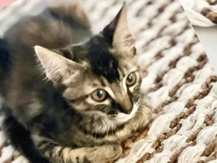 Gato raça SRD-ViraLata idade 2 a 6 meses nome Jade