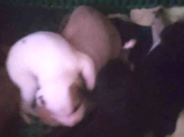 Cachorro ra a SRD idade Abaixo de 2 meses nome Vários 