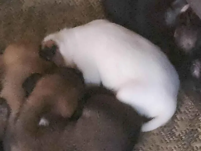 Cachorro ra a SRD idade Abaixo de 2 meses nome Vários 
