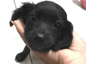 Cachorro raça SRD-ViraLata idade 2 a 6 meses nome Sem nome 