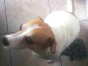 Cachorro raça SRD-ViraLata idade 5 anos nome Princesa