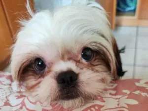 Cachorro raça Shitzu idade 7 a 11 meses nome Cacau
