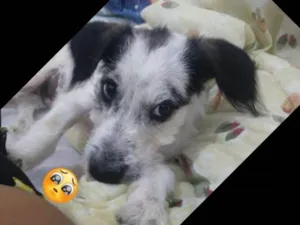Cachorro raça SRD-ViraLata idade 7 a 11 meses nome Luki