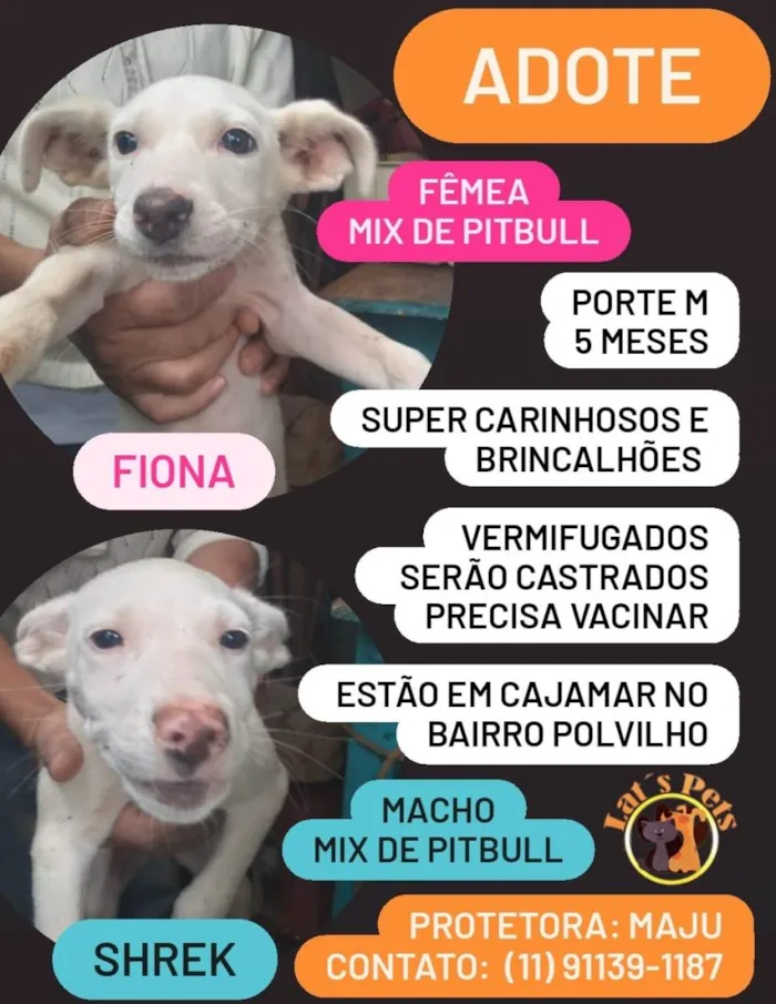 Cachorro ra a SRD-ViraLata idade 2 a 6 meses nome Fiona e Shrek
