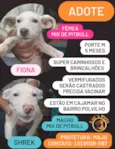 Fiona e Shrek
