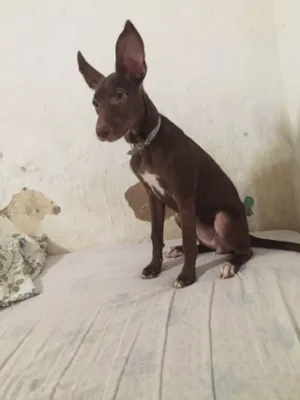 Cachorro raça SRD-ViraLata idade 1 ano nome Lua