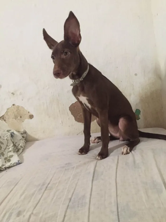 Cachorro ra a SRD-ViraLata idade 1 ano nome Lua