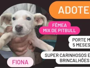 Cachorro raça SRD-ViraLata idade 2 a 6 meses nome Fiona e Shrek