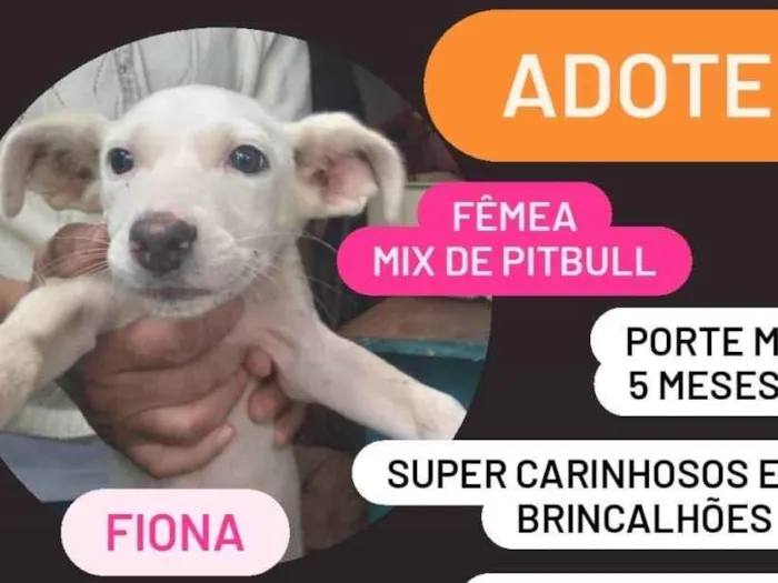 Cachorro ra a SRD-ViraLata idade 2 a 6 meses nome Fiona e Shrek