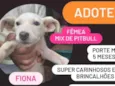 Fiona e Shrek