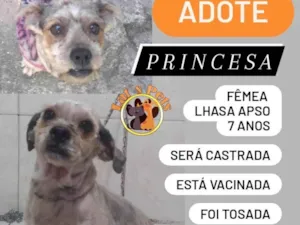 Cachorro raça Lhasa Apso idade 6 ou mais anos nome Princesa