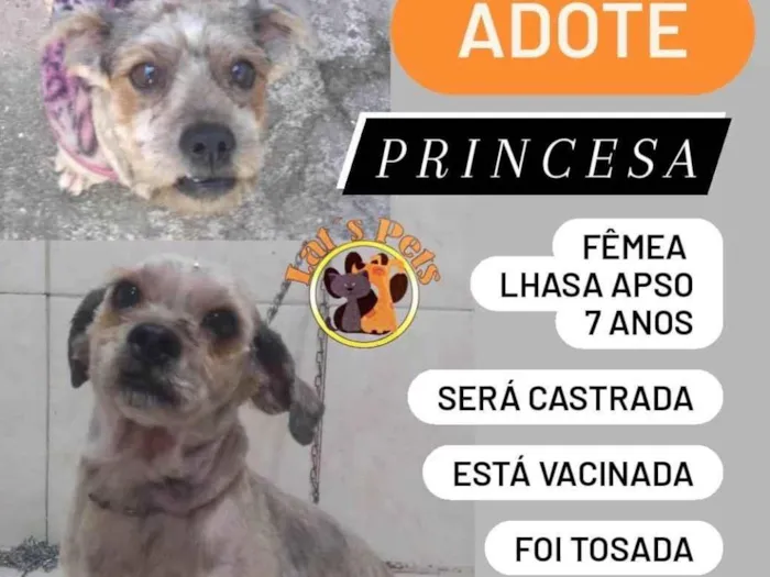 Cachorro ra a Lhasa Apso idade 6 ou mais anos nome Princesa