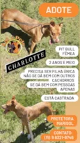 Sansão e Charlotte