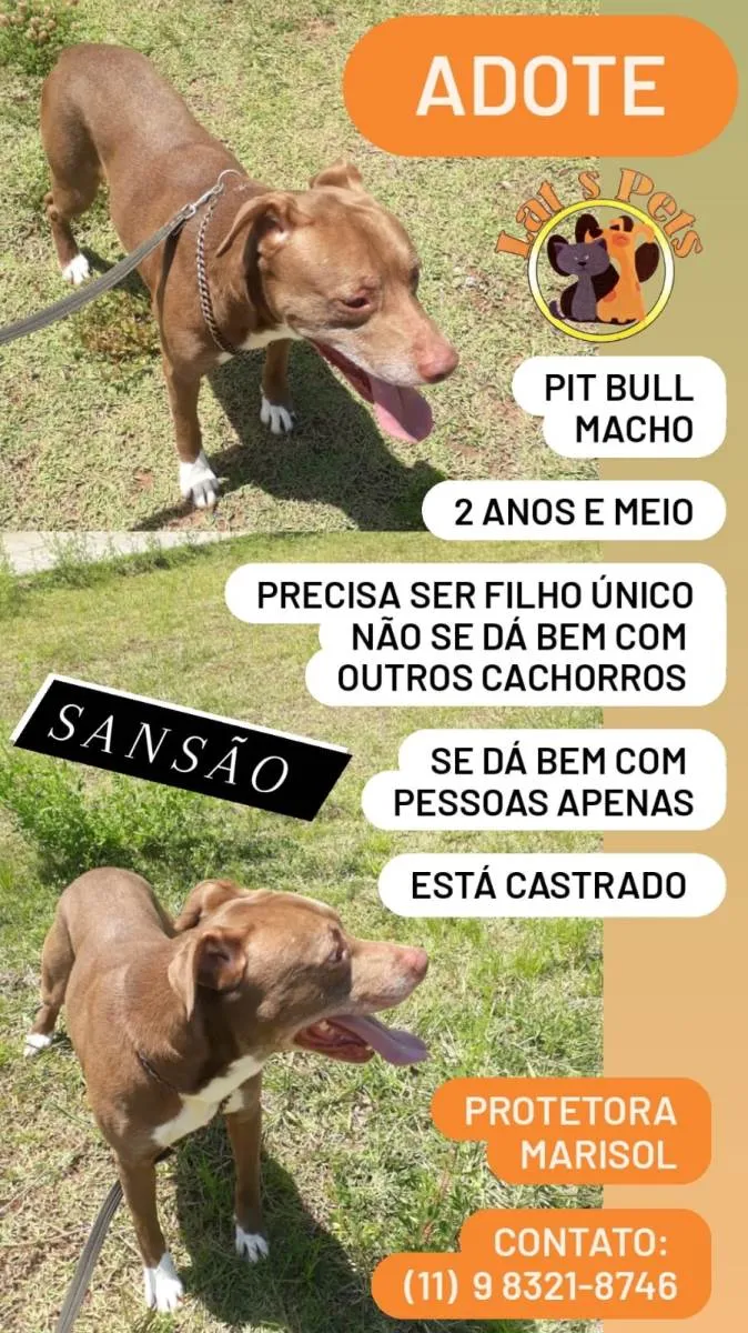 Cachorro ra a Pit-Bull idade 2 anos nome Sansão e Charlotte