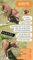 Sansão e Charlotte