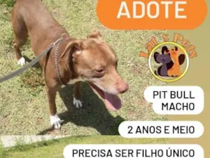 Cachorro raça Pit-Bull idade 2 anos nome Sansão e Charlotte