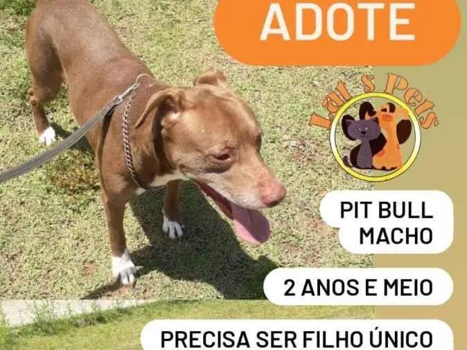 Cachorro ra a Pit-Bull idade 2 anos nome Sansão e Charlotte