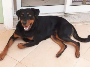 Cachorro raça SRD-ViraLata idade 1 ano nome BRUCE