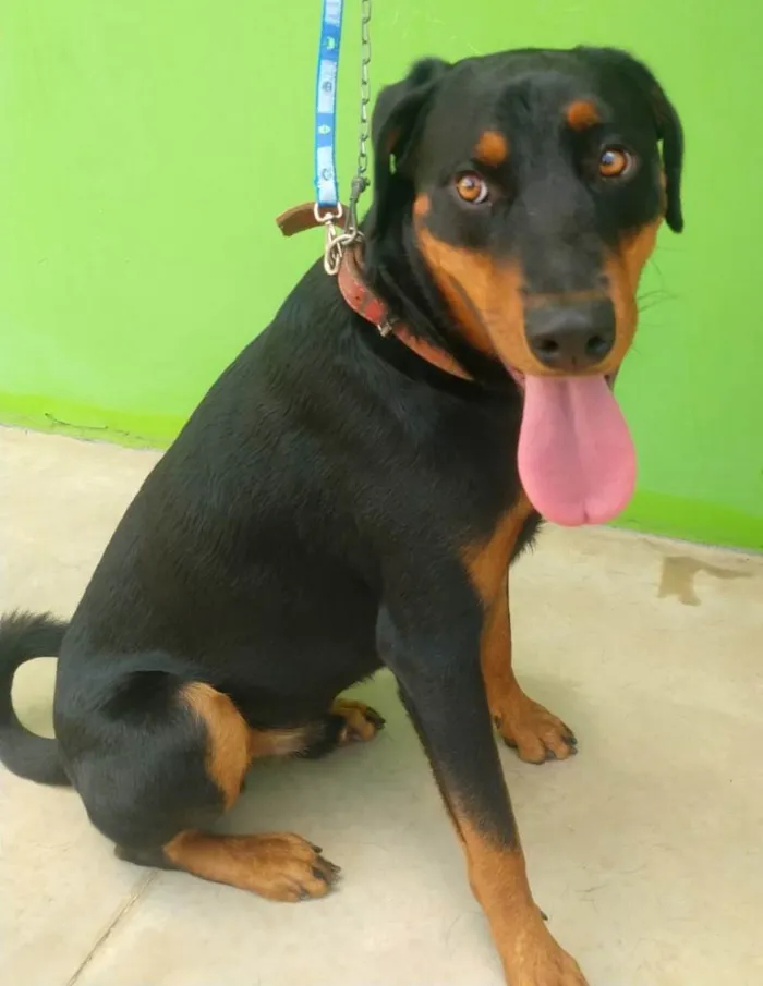 Cachorro ra a SRD-ViraLata idade 1 ano nome BRUCE
