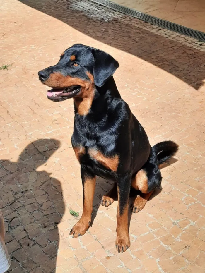 Cachorro ra a SRD-ViraLata idade 1 ano nome BRUCE