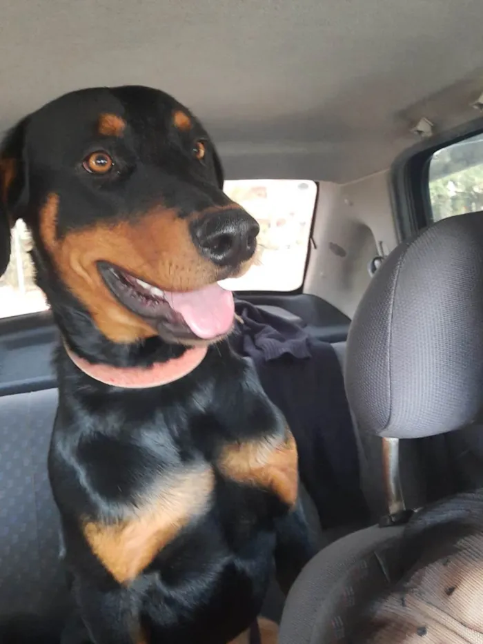 Cachorro ra a SRD-ViraLata idade 1 ano nome BRUCE