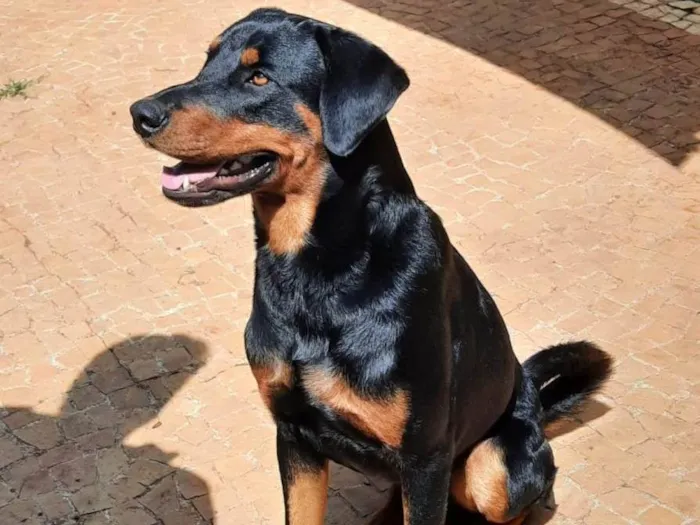 Cachorro ra a SRD-ViraLata idade 1 ano nome BRUCE