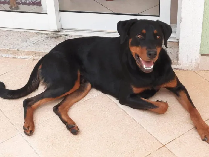 Cachorro ra a SRD-ViraLata idade 1 ano nome BRUCE