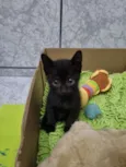Mini Wandinha