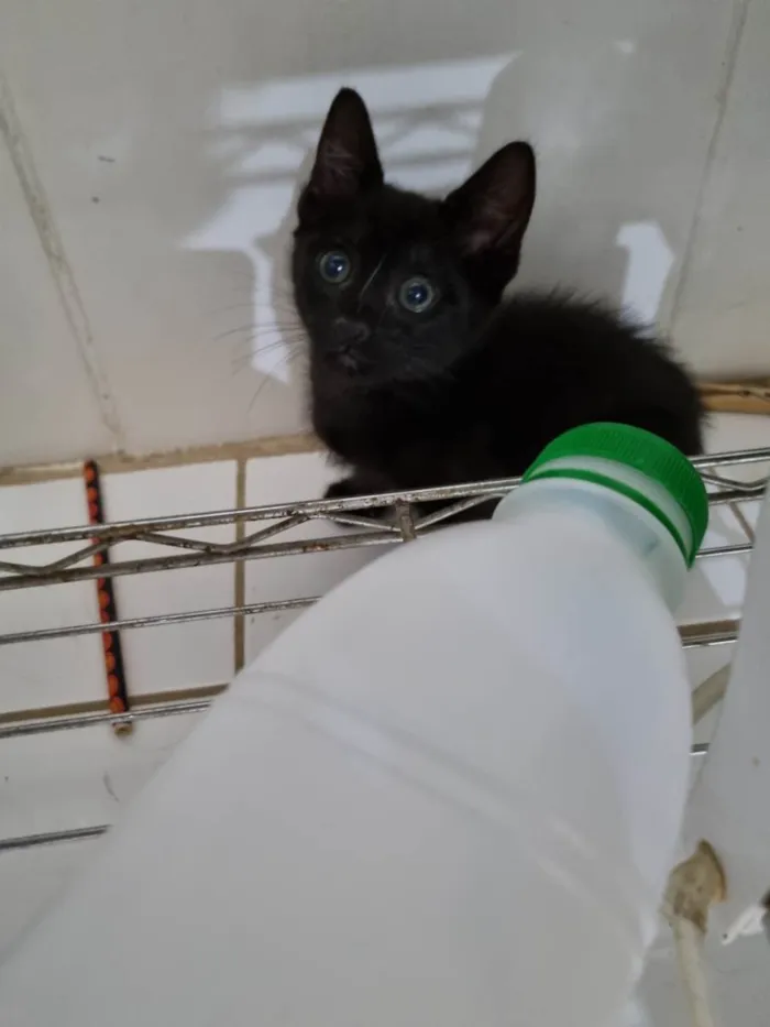 Gato ra a SRD-ViraLata idade Abaixo de 2 meses nome Mini Wandinha