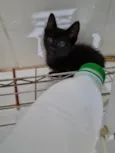 Mini Wandinha