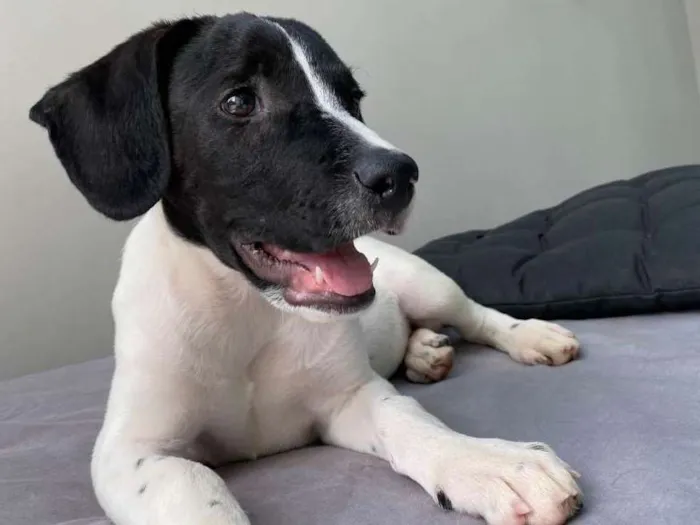 Cachorro raça SRD-ViraLata idade 2 a 6 meses nome Floquinha