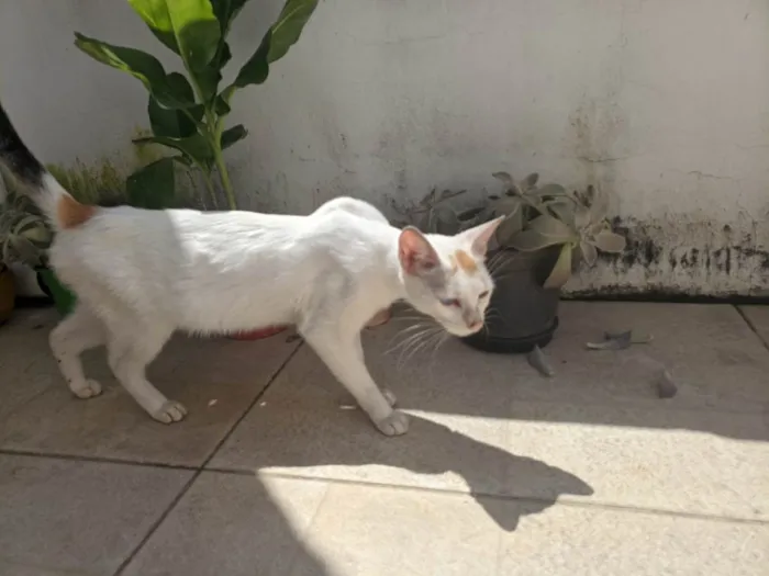 Gato raça SRD-ViraLata idade 2 a 6 meses nome Sem nome