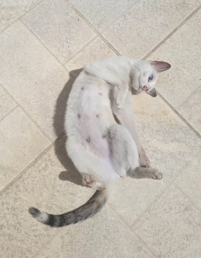 Gato raça SRD-ViraLata idade 2 a 6 meses nome Sem nome