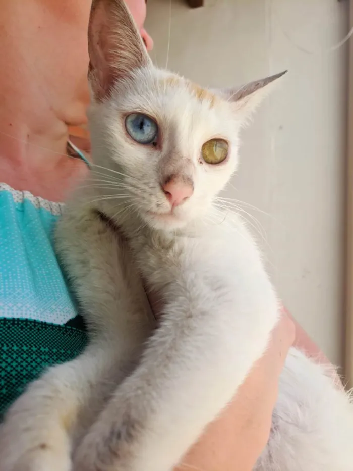 Gato raça SRD-ViraLata idade 2 a 6 meses nome Sem nome