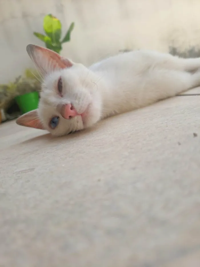 Gato raça SRD-ViraLata idade 2 a 6 meses nome Sem nome