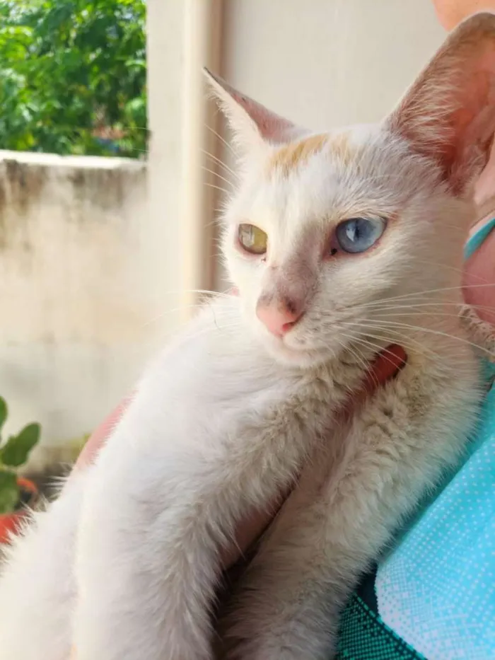 Gato raça SRD-ViraLata idade 2 a 6 meses nome Sem nome