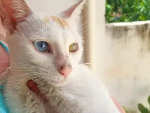 Gato raça SRD-ViraLata idade 2 a 6 meses nome Sem nome