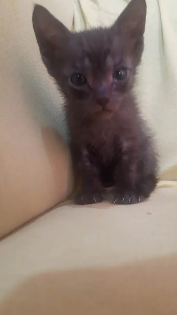 Gato ra a SRD-ViraLata idade 2 a 6 meses nome Sem nome ainda