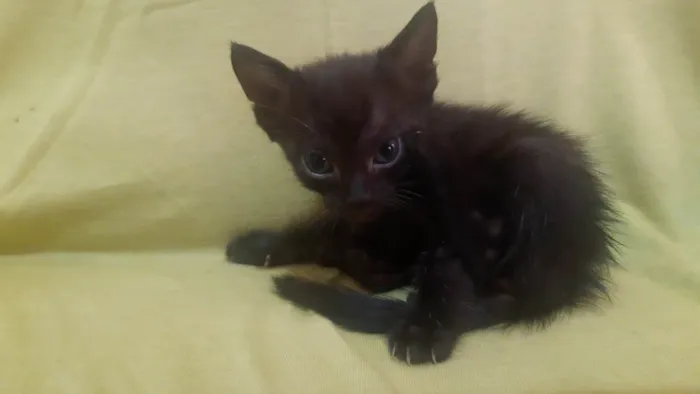 Gato ra a SRD-ViraLata idade 2 a 6 meses nome Sem nome ainda