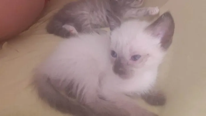 Gato ra a SRD-ViraLata idade 2 a 6 meses nome Sem nome ainda