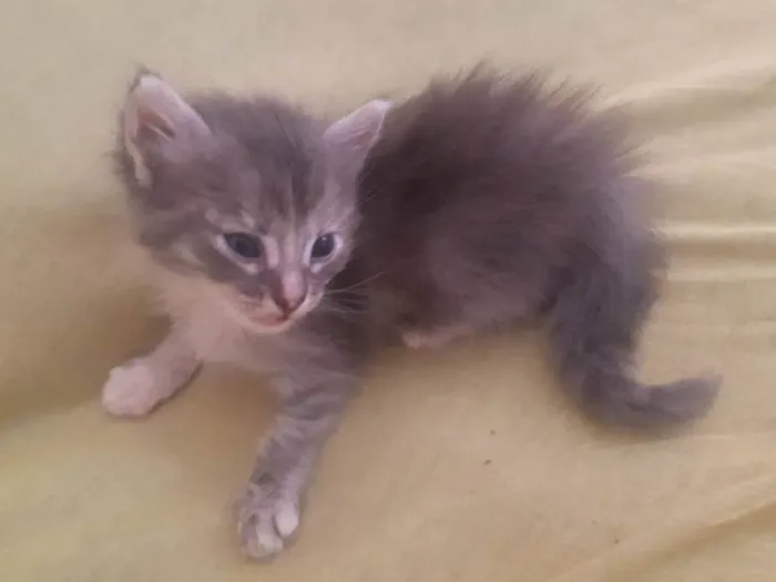 Gato ra a SRD-ViraLata idade 2 a 6 meses nome Sem nome ainda