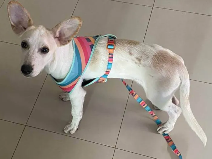 Cachorro ra a SRD-ViraLata idade 2 a 6 meses nome PRINCESA 
