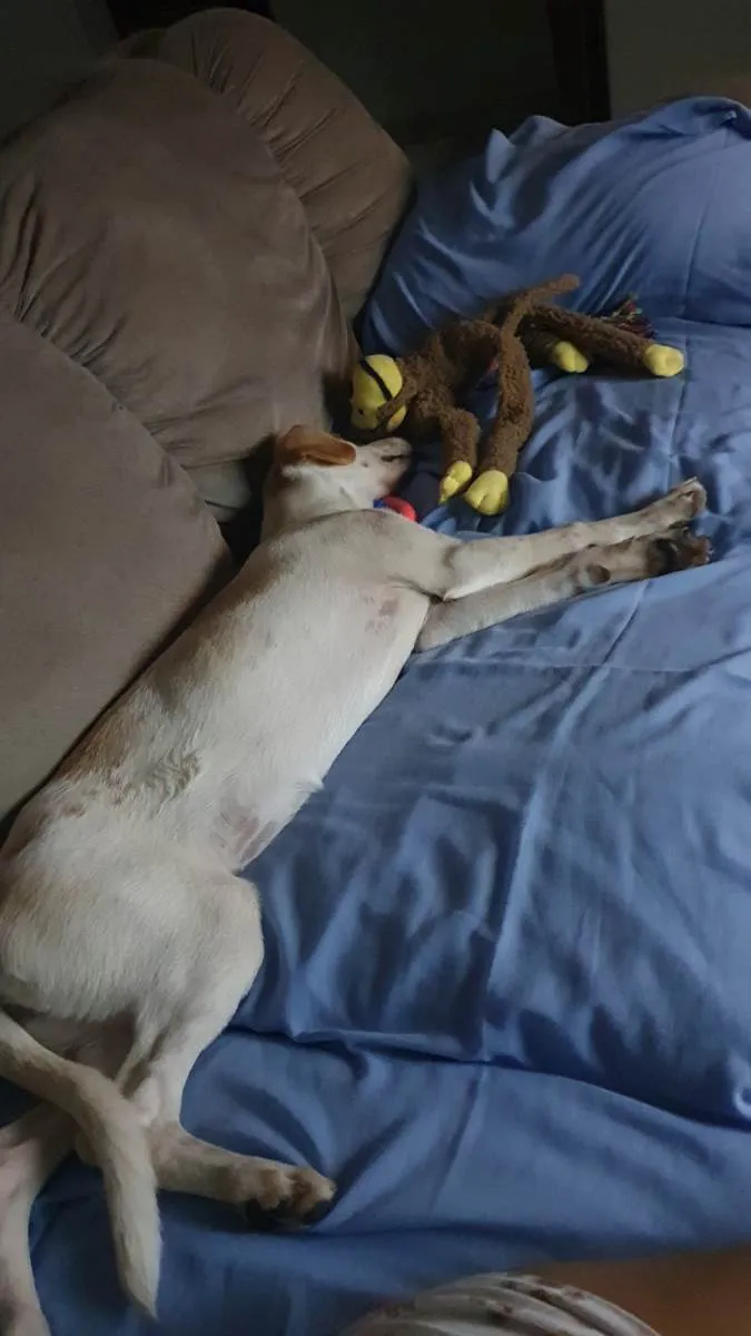 Cachorro ra a SRD-ViraLata idade 2 a 6 meses nome PRINCESA 