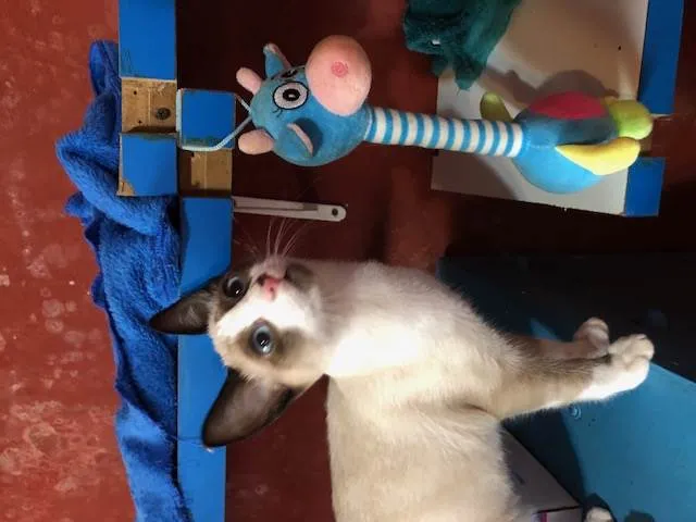 Gato raça Siamês idade 2 a 6 meses nome Ralf 
