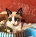 Gato raça Siamês idade 2 a 6 meses nome Ralf 