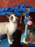 Gato raça Siamês idade 2 a 6 meses nome Ralf