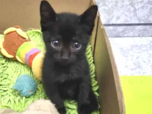 Gato raça SRD-ViraLata idade Abaixo de 2 meses nome Mini Wandinha