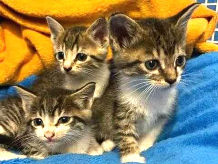 Gato raça SRD idade Abaixo de 2 meses nome Filhotinhos 